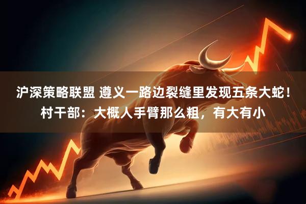 沪深策略联盟 遵义一路边裂缝里发现五条大蛇！村干部：大概人手臂那么粗，有大有小